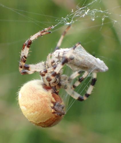 Araneus quadratus